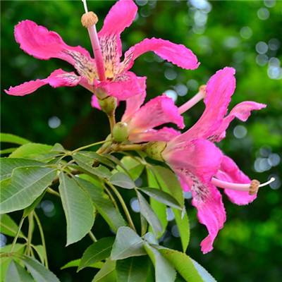 博业体育官网boye